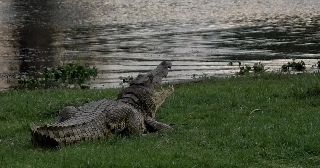  Ru-ikane Sunset Cruise on the Zambezi River. 