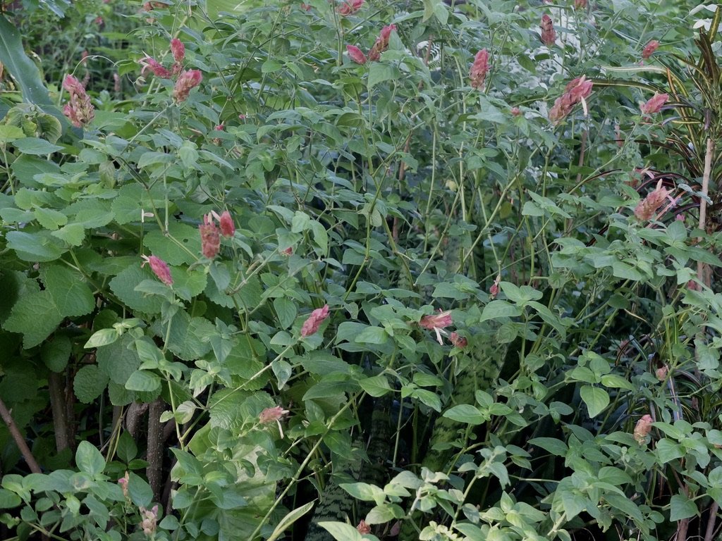  Victoria Falls Hotel, Zimbabwe. 