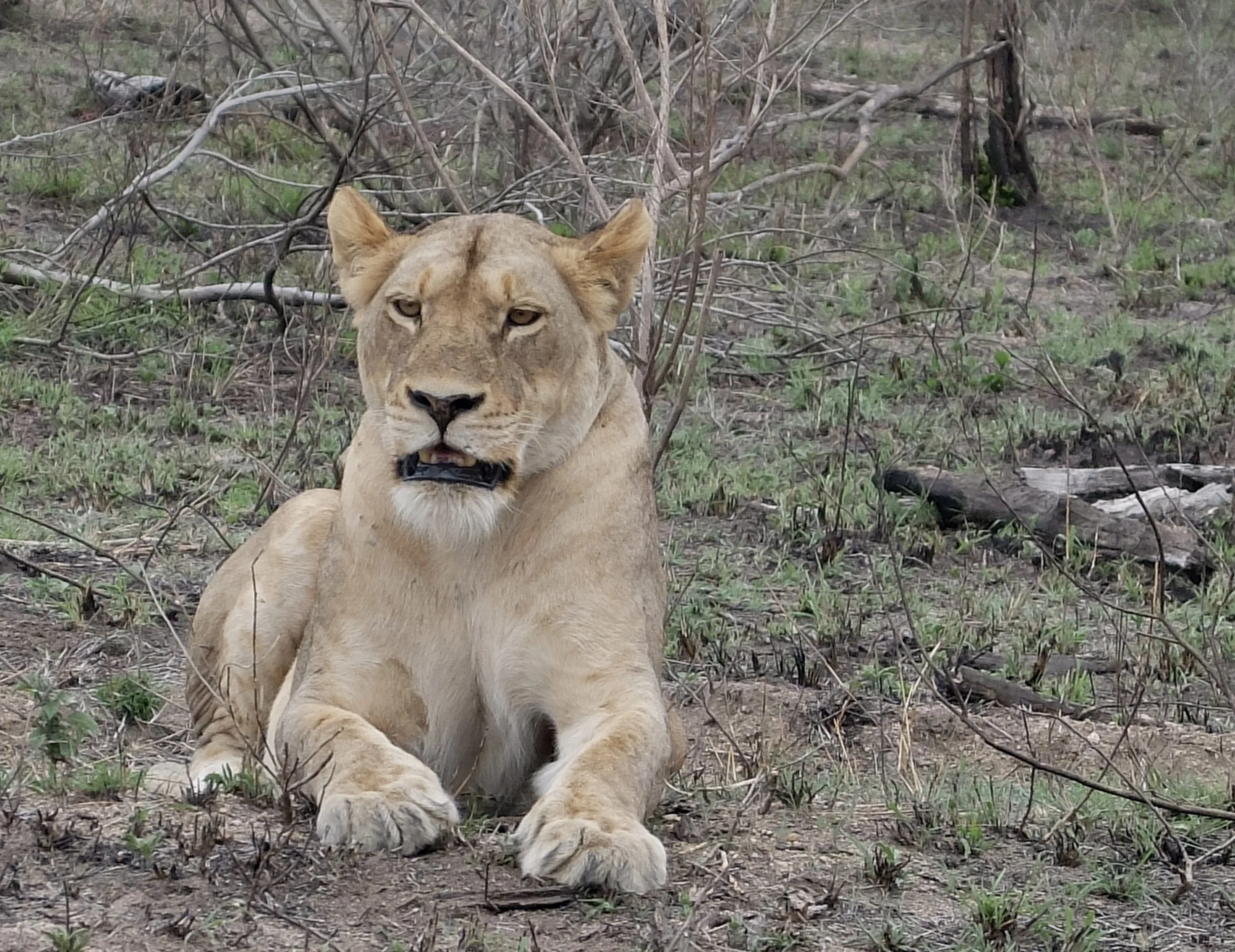  …by 4:15 were off in a open top Toyota Land Cruiser on an afternoon game drive.  This photo was taken at 4:22PM.   ingonyame, the Zulu word for lion means “the master of all flesh.”    