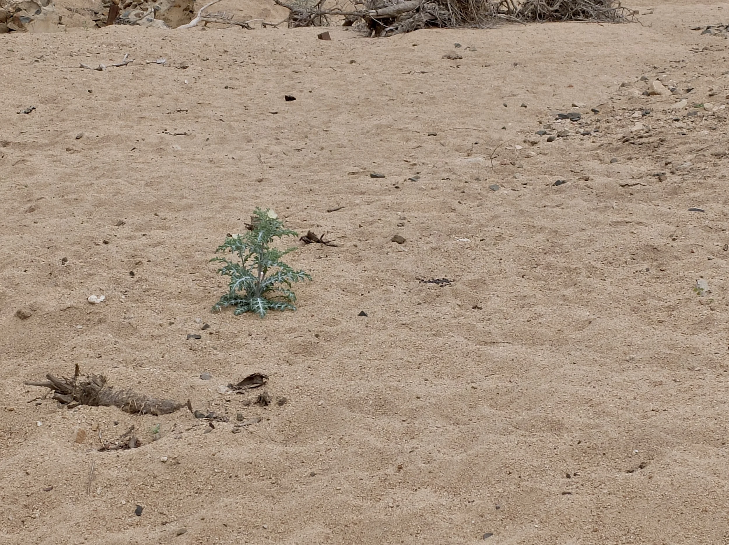  The quotes in  italics  in the captions that follow come from  Notten’s The Story   that was in our room &amp; for us to take home.  And some captions are quotes from  African Field Guide 8th Edition  by Mark. R. Nolting from Africa Adventure Compan