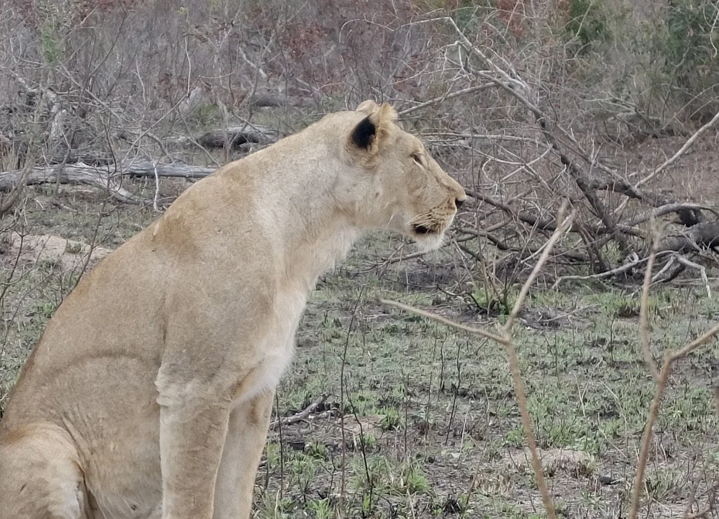  We arrived at Notten’s Bush Camp,  got slightly settled in our lodgings, were served some food &amp;…      
