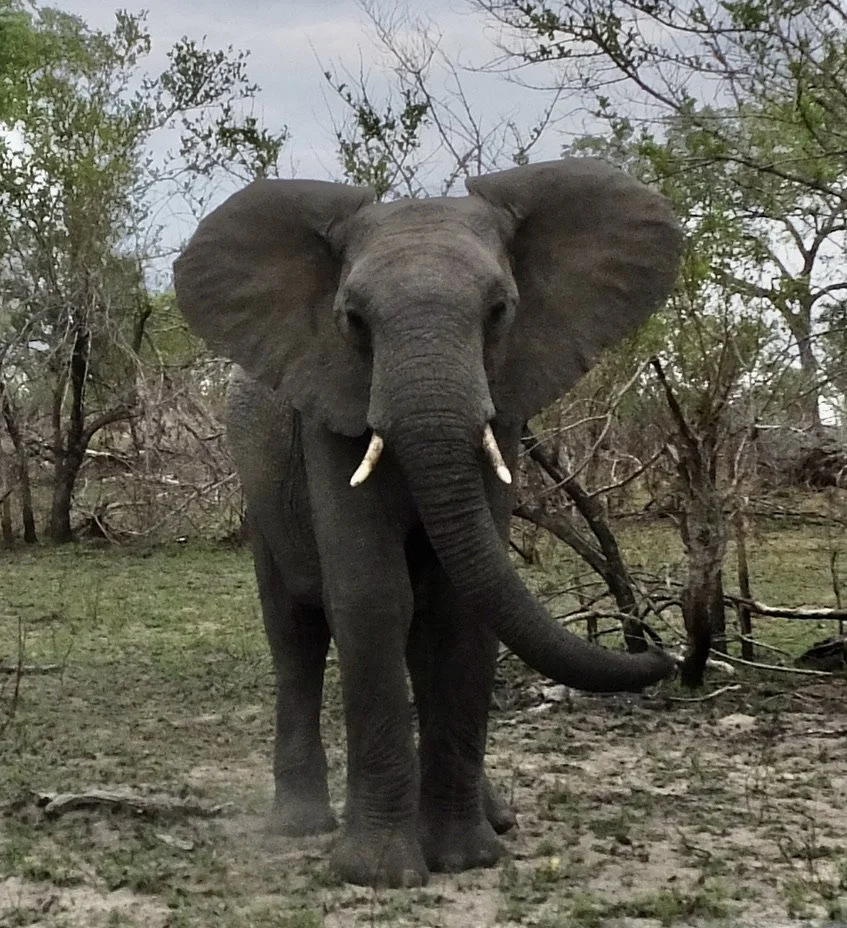   In Zulu, the name for an elephant is indlom from the verb dlom, which means to…  