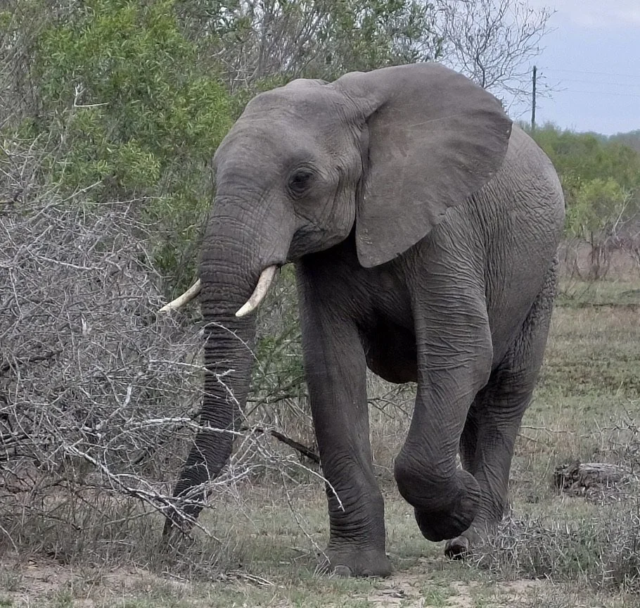   The Zulu, Tswana &amp; Tsonga name for elephant  mean “the forceful one,” “the unstoppable one.”  