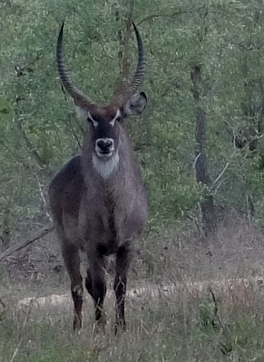  Waterbuck species of African antelope.   The trademark white ring around the waterbuck's hindquarters is used as a "follow me" sign.  If one of the group spots a predator &amp; runs, the rest know where to follow to avoid becoming dinner for one of 