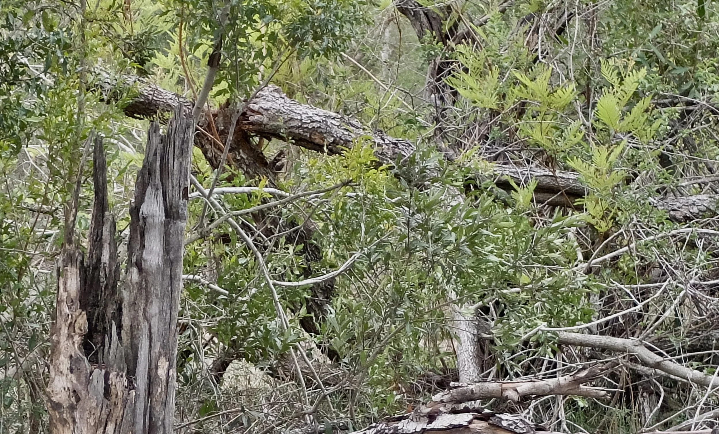   …”to crash through,” “to pierce savagely.”   This is the sort of damage that the elephants do to the trees. 