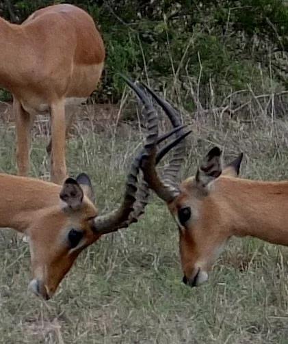  Impala rams. 