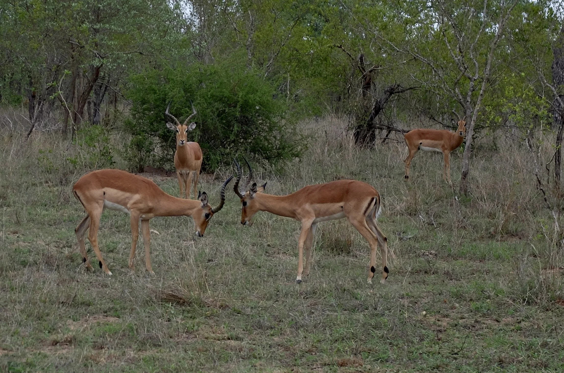  Impalas.  A face off of rams with a referee &amp; witness.   