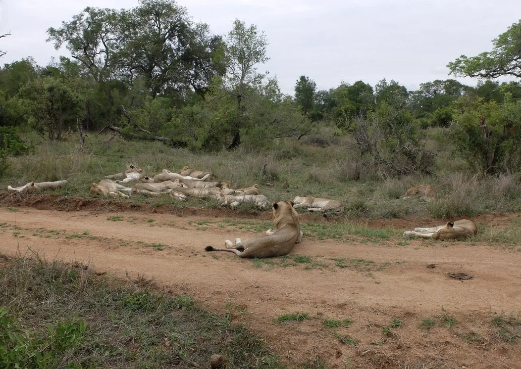  A pride of lions at rest. 