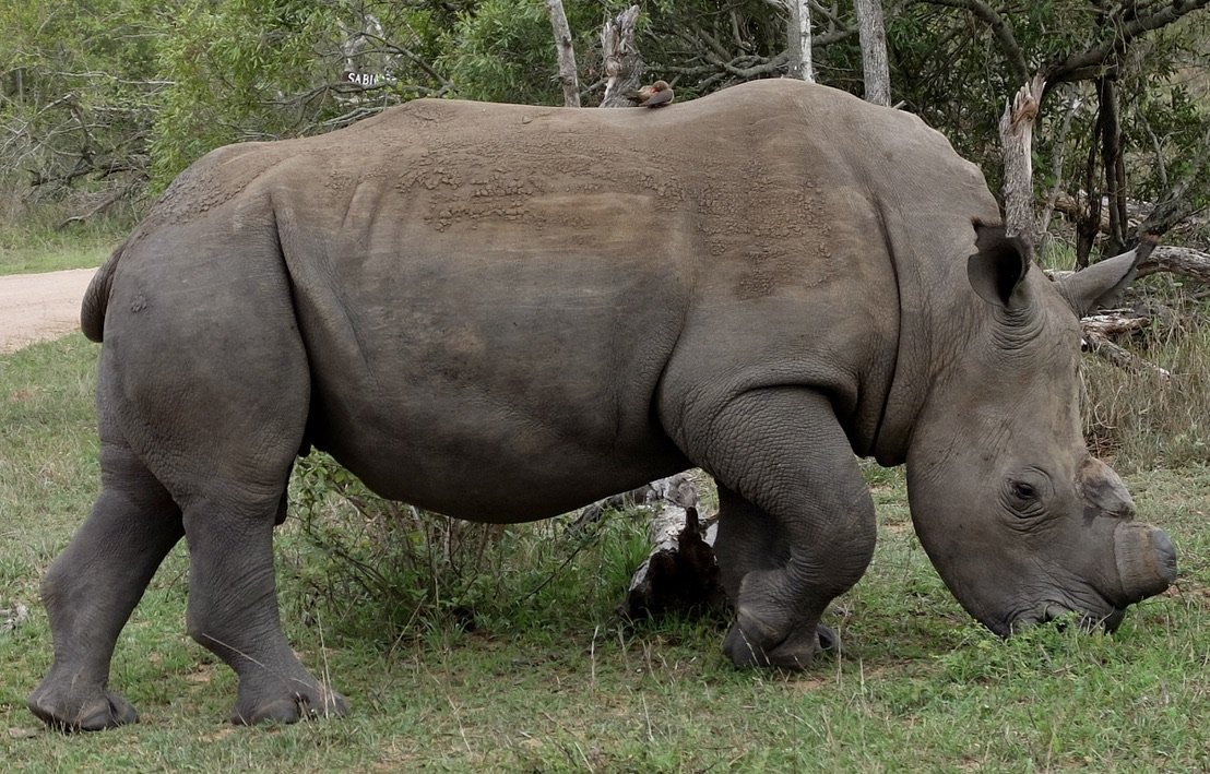  The horns of the rhinos here have been removed by the conservationists to deter poachers. 