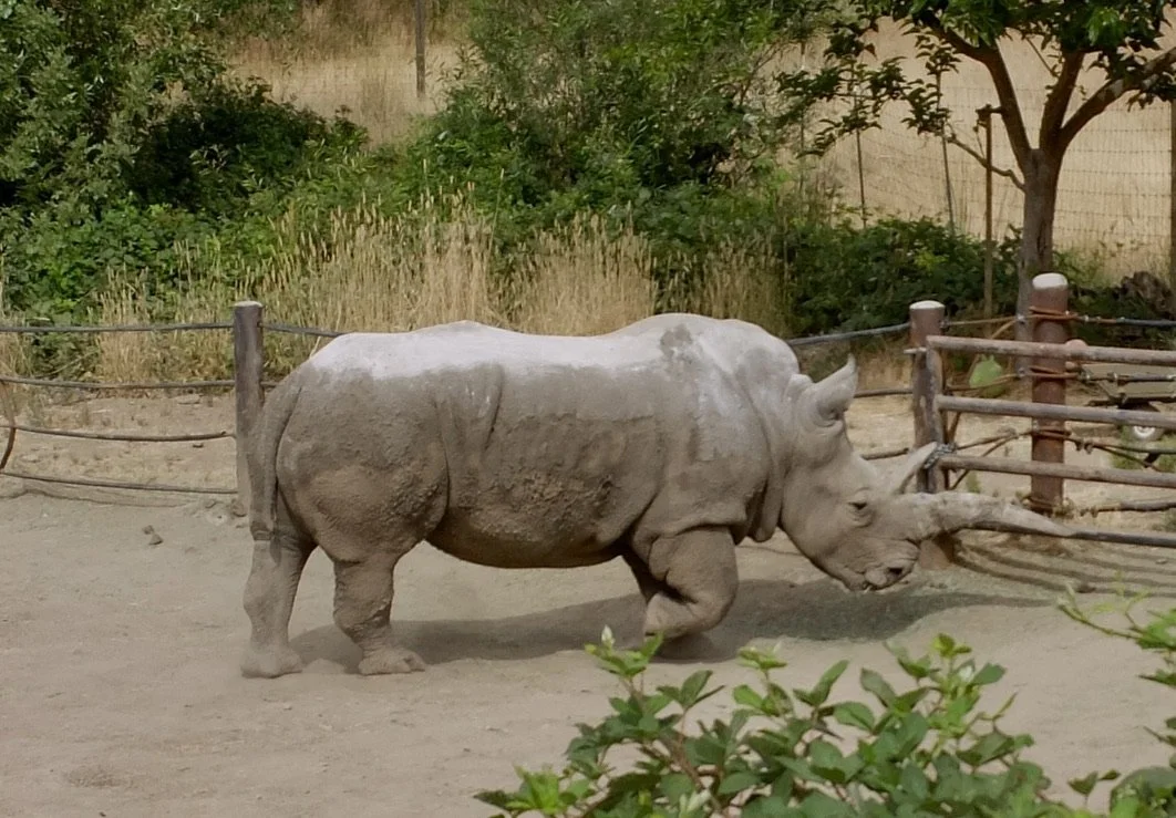  This is what the horns look like on a rhino as seen at Safari West, Santa Rosa, CA, USA  in July 2022.  They are not worried about poachers here. 