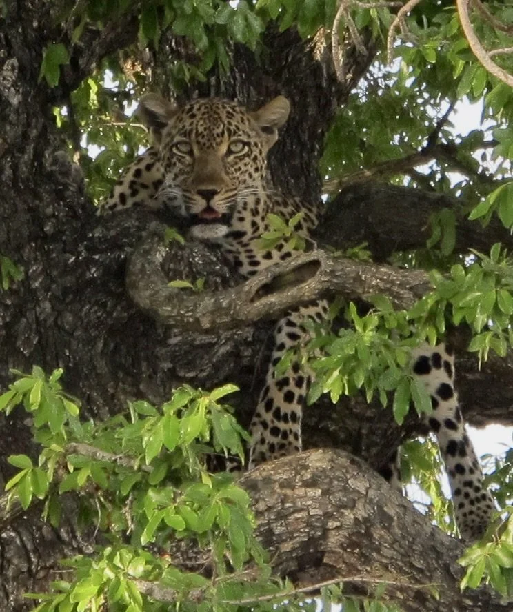 Leopards, except for mating, are lifelong solitary creatures. A group would be a “leap of leopard.”  You can’t see it but to the leopard’s left is a baboon carcass draped on the branch.  Later someone showed a video of the leopard dining on the babo