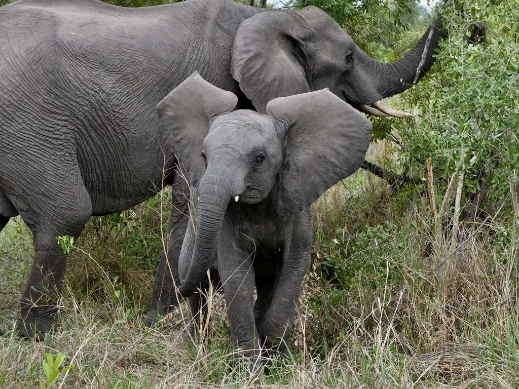 A parade or memory of elephant. 