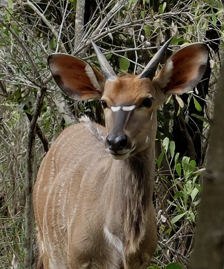  Greater kudu ram.     Our spotter Wonder told us that in the dark he uses a light to search for animals.  He cannot use it on the kudus as the white under their eyes makes the light blinding to them.  