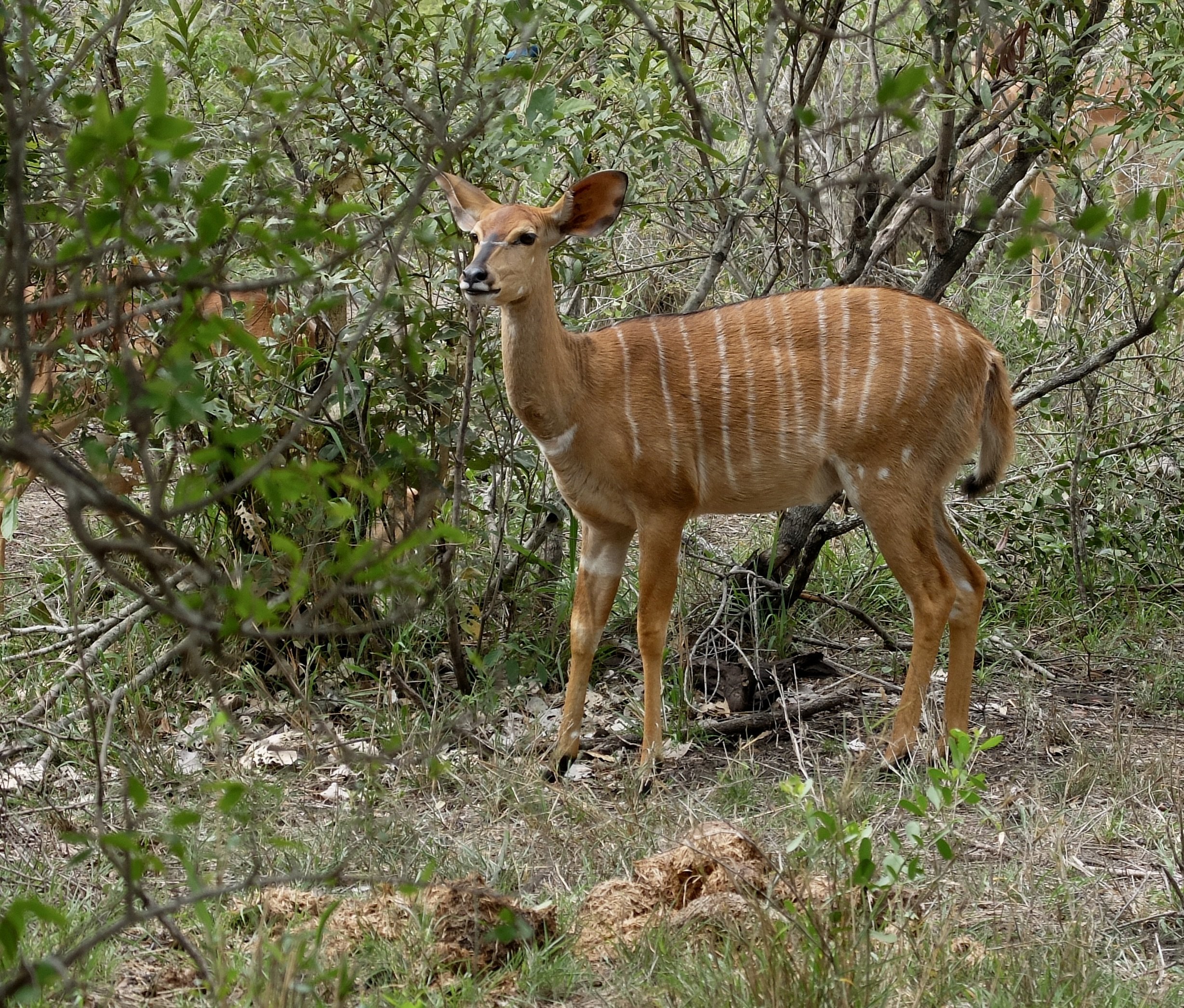  Greater kudu ewe. 