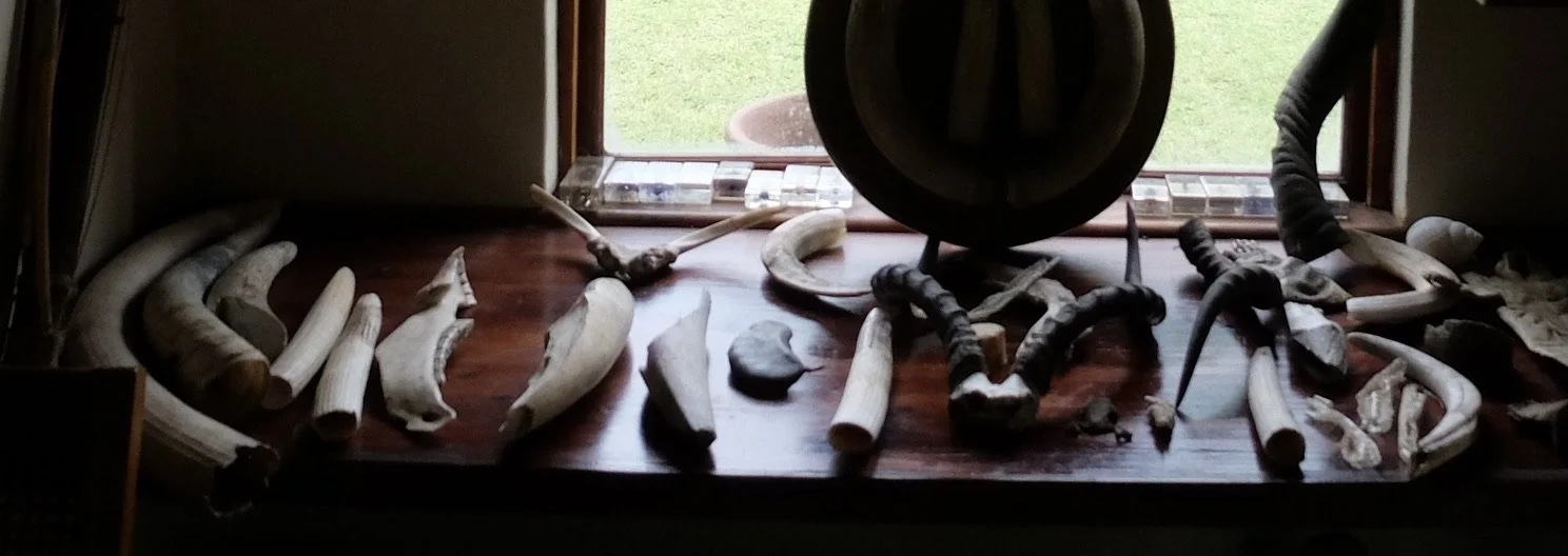  The Oom Paul Kruger Library.   Needless to say I was fascinated by the skulls, teeth…   