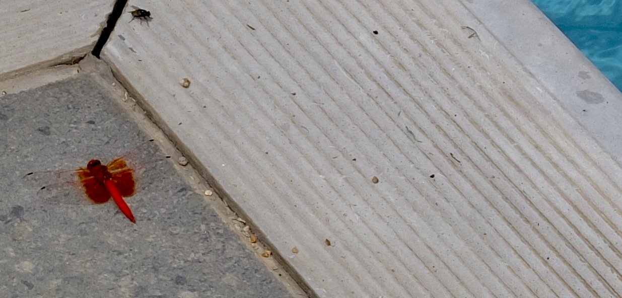  Poolside at Notten's Bush Camp, Sabi Sand Nature Reserve a Trithemis kirbyi, Red-veined dropwing dragonfly.. 