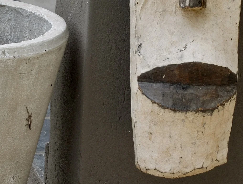  A Cape dwarf-gecko poolside at Notten's Bush Camp, Sabi Sand Nature Reserve. 