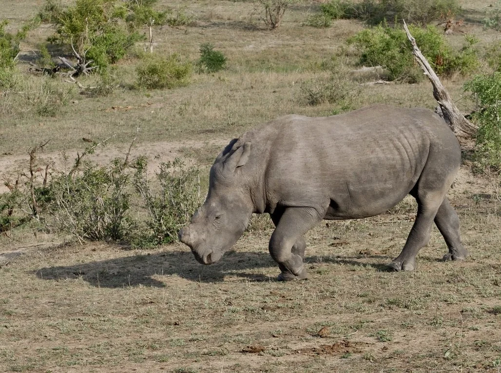  Going to a water hole.   