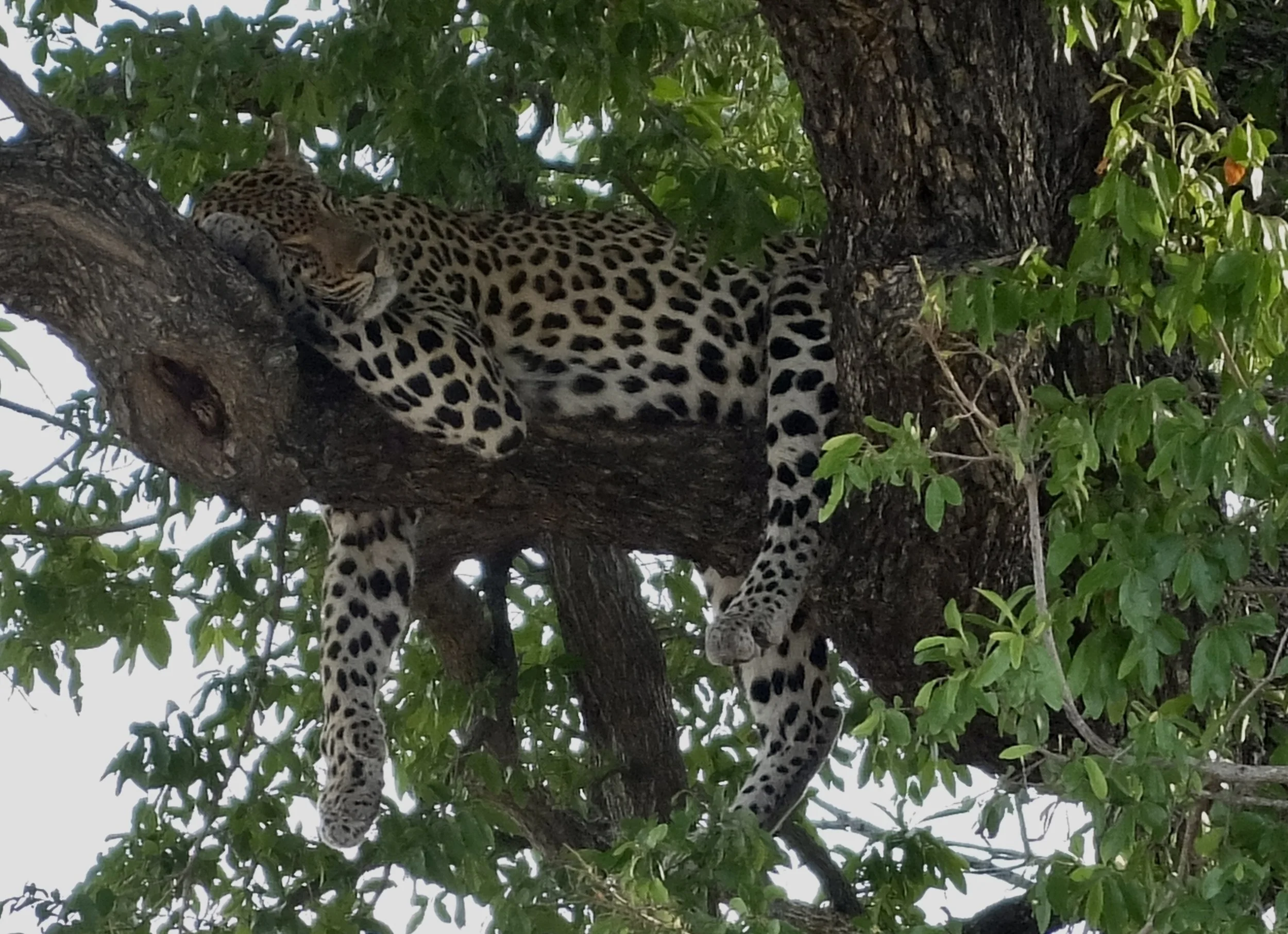   All African tribes regard the leopard as an animal that symbolizes all that is noble, courageous &amp; honorable.  It is called ingwe by the Zulus &amp; nkwe by the Bantus.  These words originally meant “pure sovereignty” or “pure kingship.”  