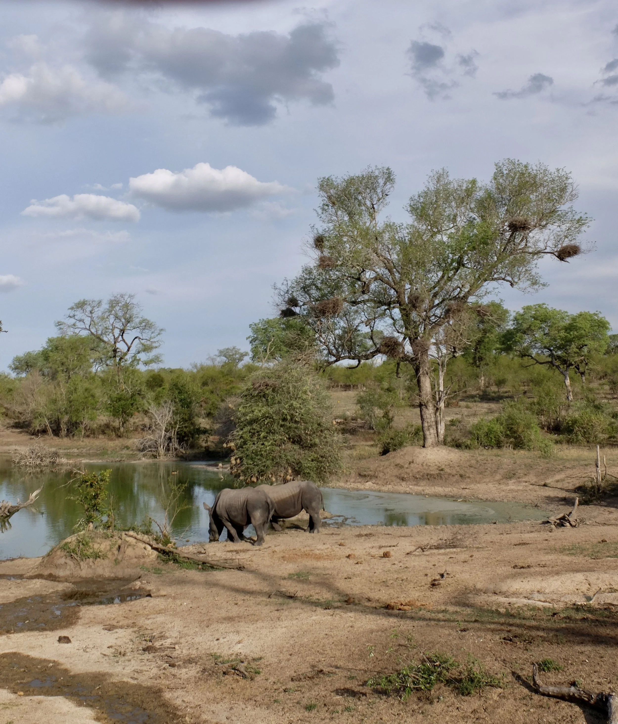  The water holes were once for cattle, now long gone, but kept &amp; used by the wild animals. 