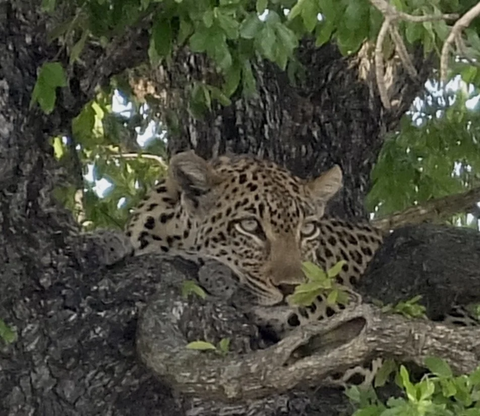  “The leopard is the most adaptable of Africa’s large predators…&amp; may be found in close proximity to human settlements…”  “…they are active at night but are not strictly nocturnal…” 