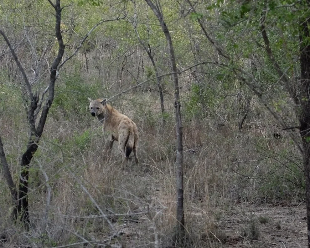  Spotted hyena   South African people know the hyena by its Zulu name, impisi, while some tribes in Zimbabwe call it sis.  These words literally mean “the purifier,” “the cleaner,” “the one who makes things orderly.”  This name is indicative of the h
