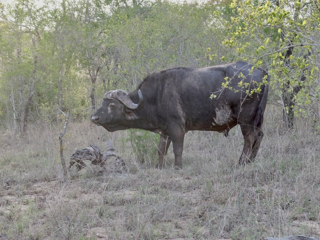  Buffalo   The African buffalo (Syncerus caffer) is a large bovine.  The adult buffalo’s horns are it’s characteristic feature : they have fused bases, forming a continuous bone shield across the top of the head referred to as a “boss.”  
