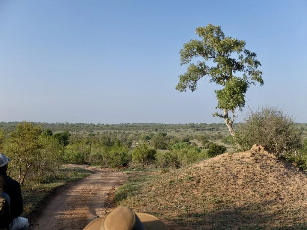  Morning game drive.  6:15 AM.  Notten's Bush Camp, Sabi Sand Nature Reserve, South Africa. 