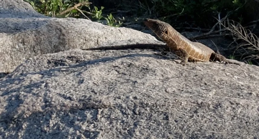  Monitor lizard. 
