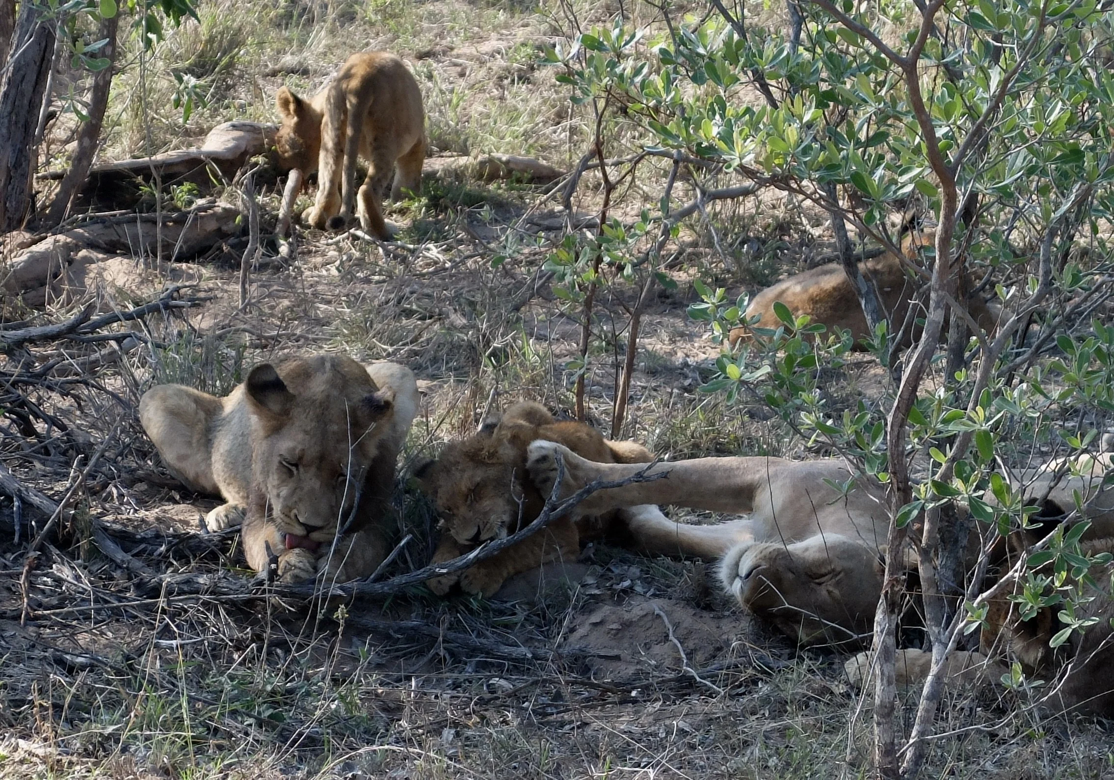  Momma lioness was gnawing away on a baboon skull.  Her little cub wanted to join in but momma would have no part of it &amp;… 