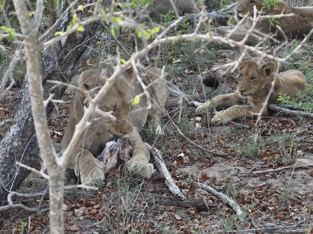  …moved away to a spot where it would be more difficult for the cub to approach. 