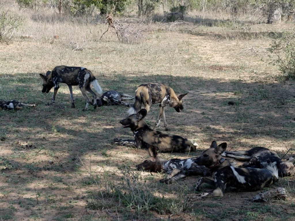  Wild Dog - Painted Wolf   The scientific name for the African Wild Dog means “painted wolf.”  No two wild dogs have the same markings, which makes them easily identifiable as individuals.  