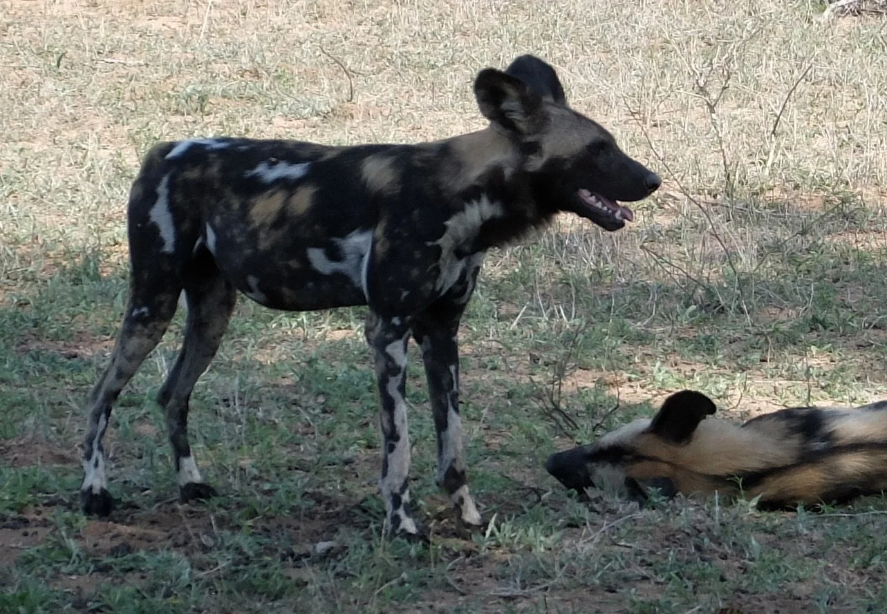  We were told that people have unsuccessfully attempted to domesticate wild dogs.   Take a look at those teeth! 