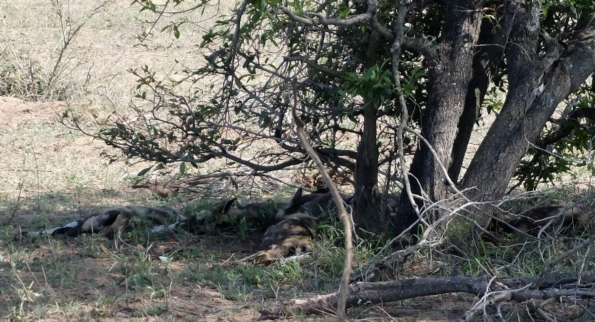  A recent litter of wild dogs.  Wild dogs are not easily found.  The prior day, one of the camp guides went out searching for the wild dogs, on foot, found them &amp; sent the coordinates to the other Notten’s Bush Camp guides.  