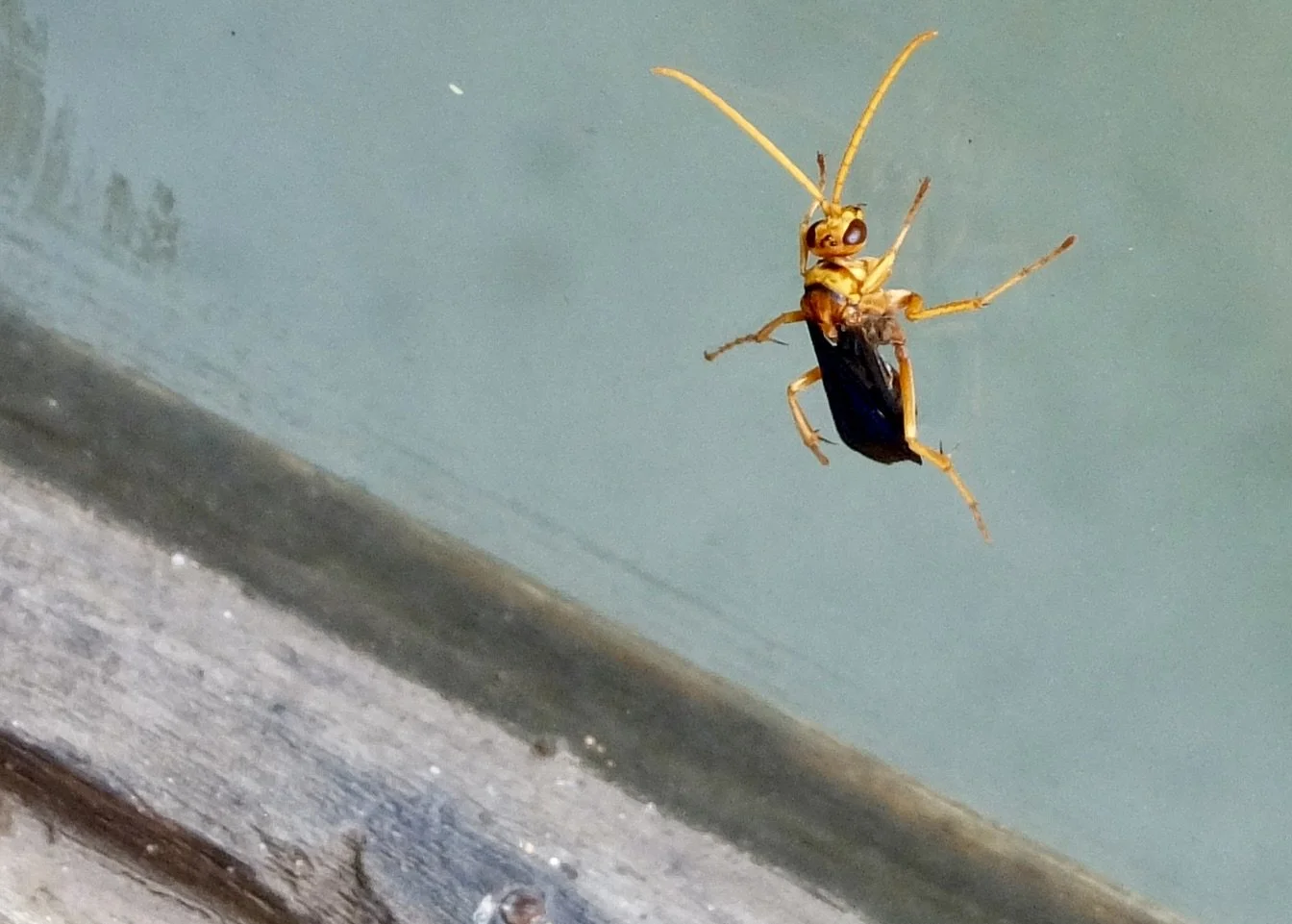  Keeping me company while I used our outdoor shower at Notten’s, a “Hemipepsis tamisieri… a species of afrotropical pepsid spider wasp.” 