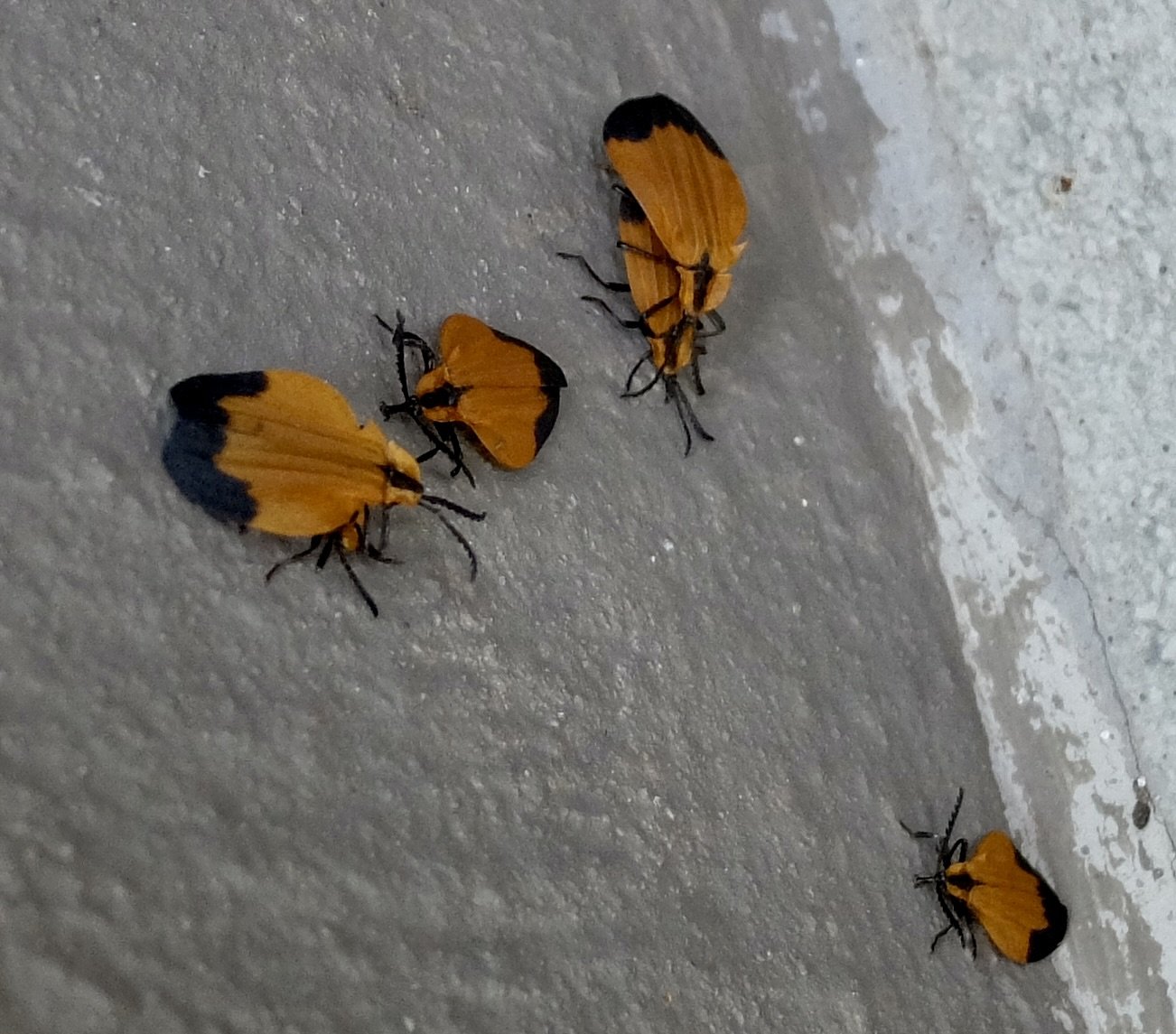  “Lycus…the type genus of Old World net-winged beetles in the Lycidae family and the tribe Lycini: found in Africa and the Americas.” 