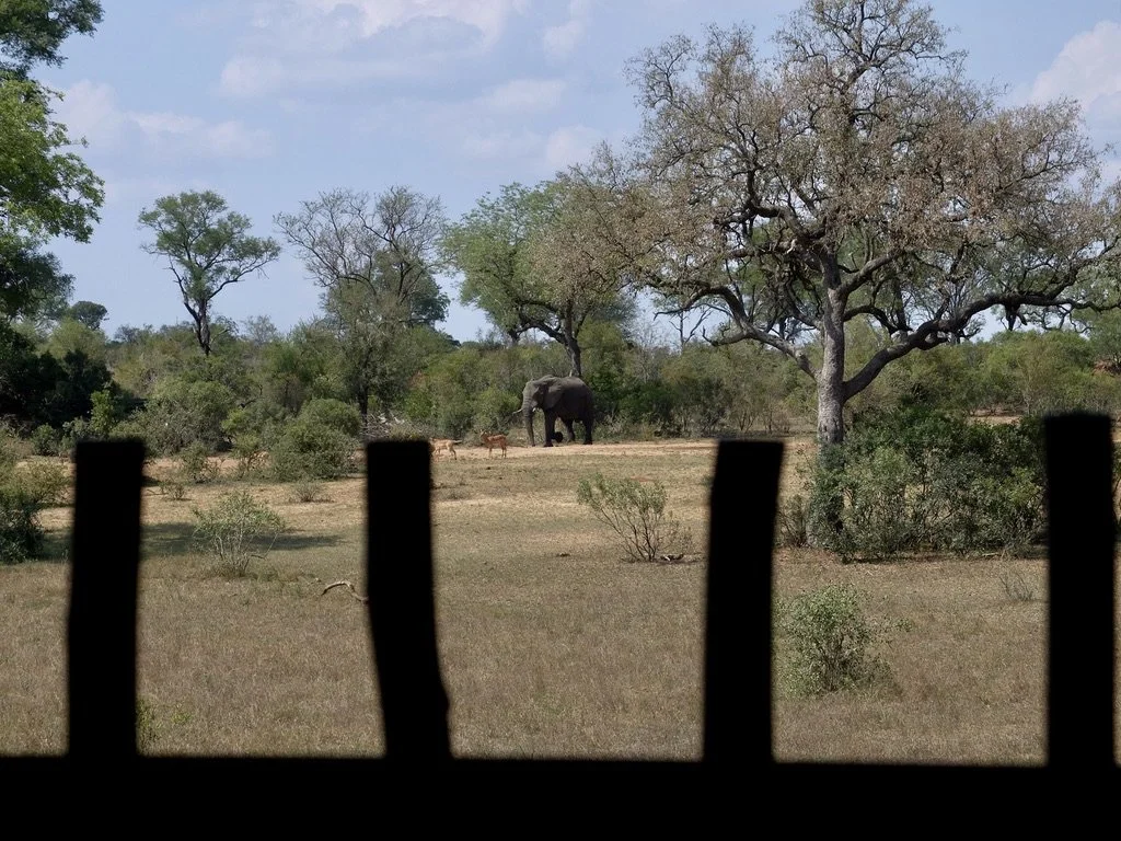  While sitting &amp; waiting for lunch, action at the water hole. 