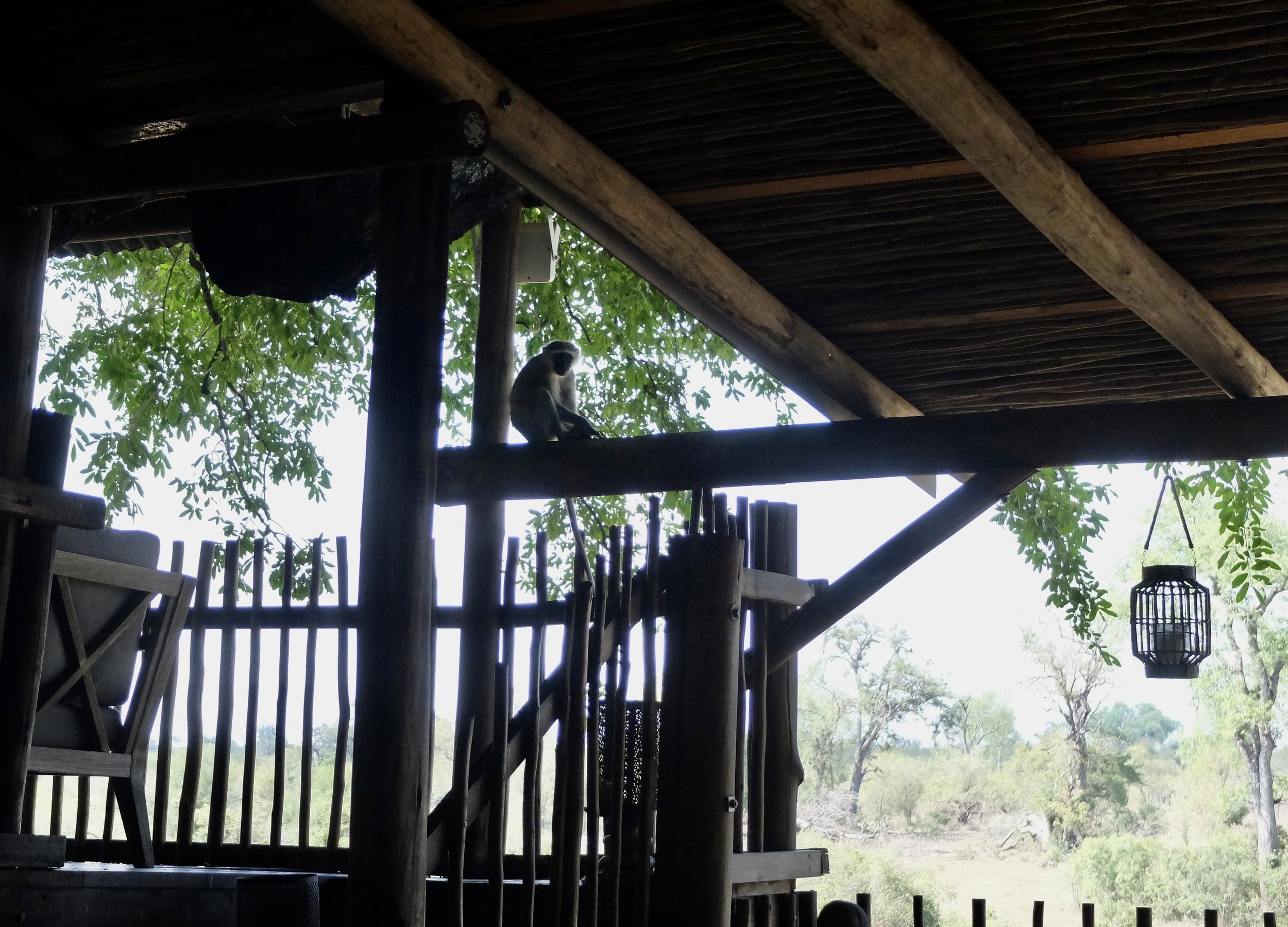  And also waiting for our lunch…   Monkeys also have their unique set of fingerprints just like humans do.  Monkeys have a brain large for their size &amp; it is part of the reason why they are so intelligent.  They are believed to be smarter than ot