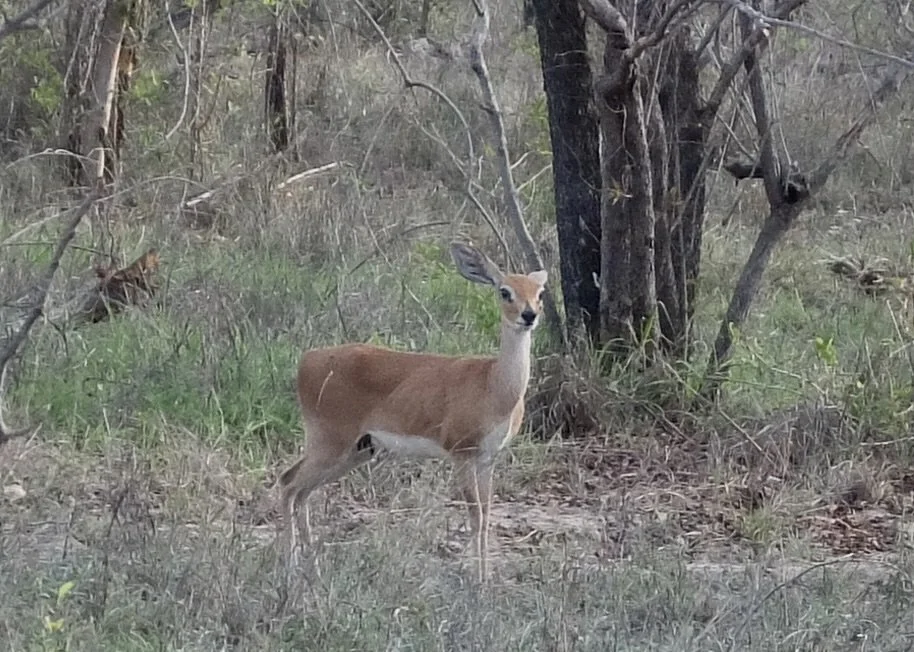  And bingo, by 4:27 we were rewarded with a  sighting of a Raphicerus campestris.  “The steenbok is a common small antelope of southern and eastern Africa.” It is in the family of Klipspringer, in Afrikaans meaning “Rock jumper.”  It “…has rubbery, c