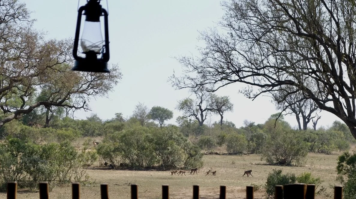  A troop of baboons.  Floor show before breakfast. 