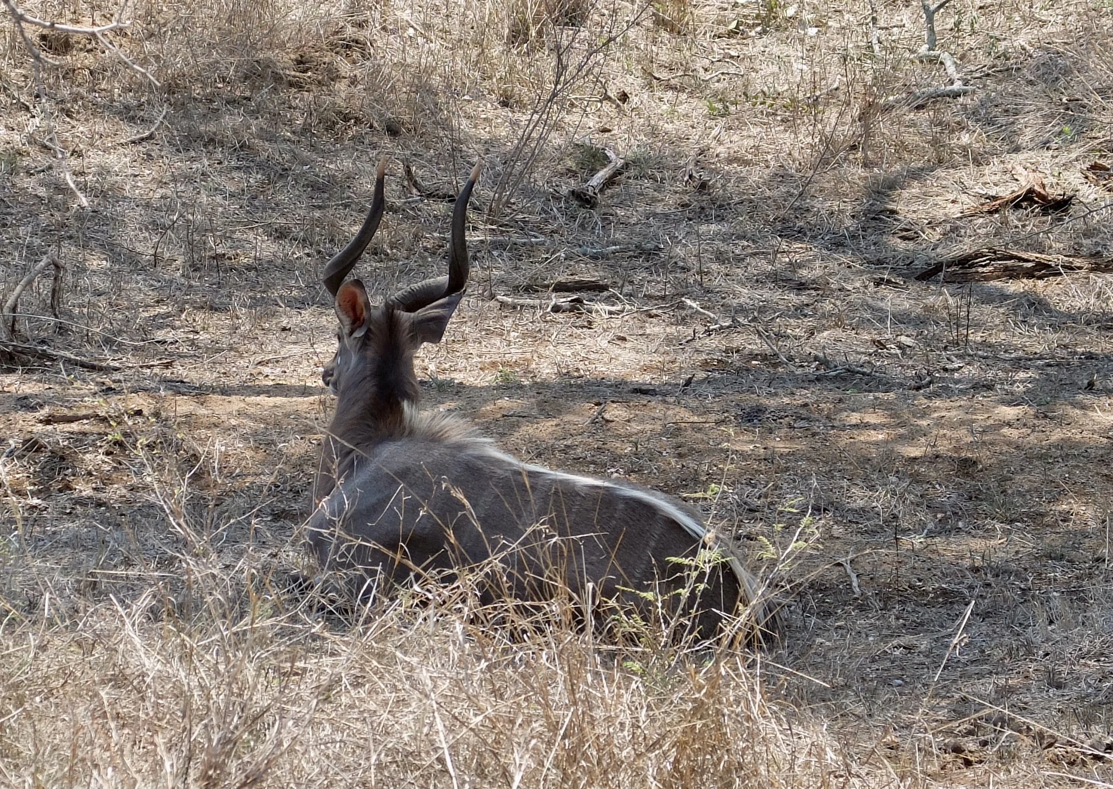  A male nyalah but according to our guide,…  