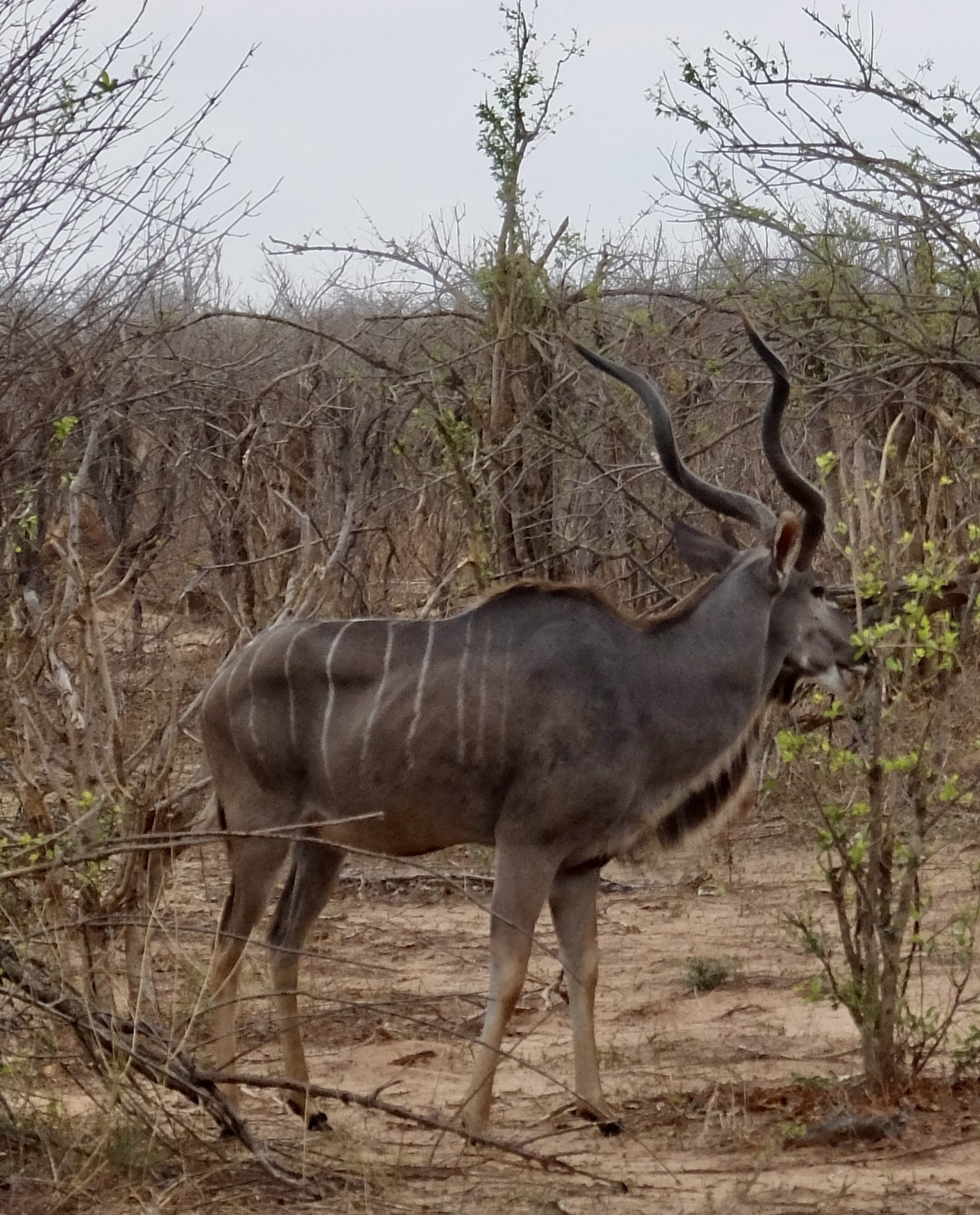   The horns of a mature bull       Greater       kudu have two and a half twists, and, if straightened, would reach an average length of 120 cm.  (47 in.)… The horns do not begin to grow until the bull reaches 6-12 months, twisting once around two-ye