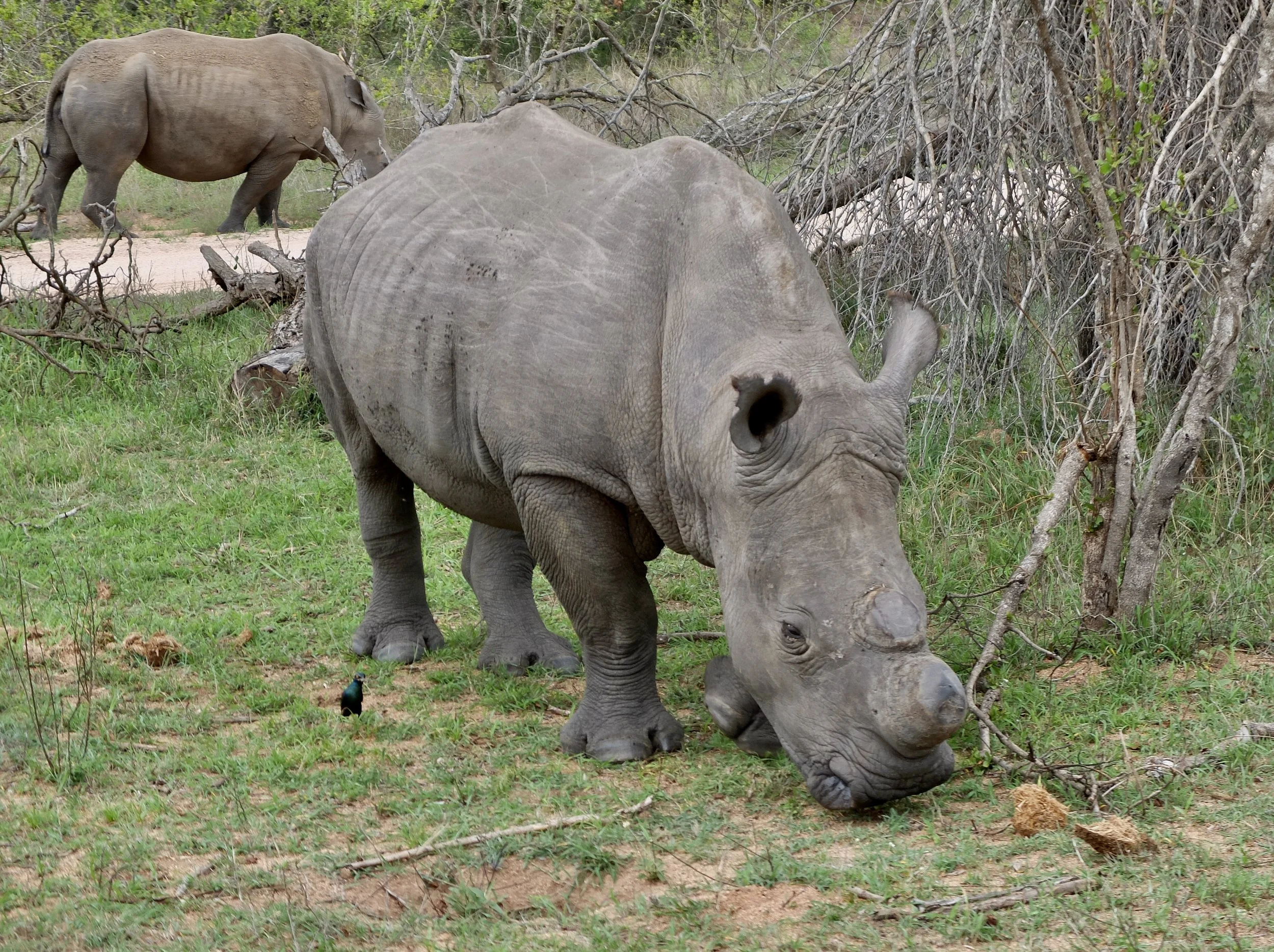  A crash of rhinos.   Greek word “rhis” meaning nose &amp; “keras” meaning horn, direct translation, “nose horn.”  