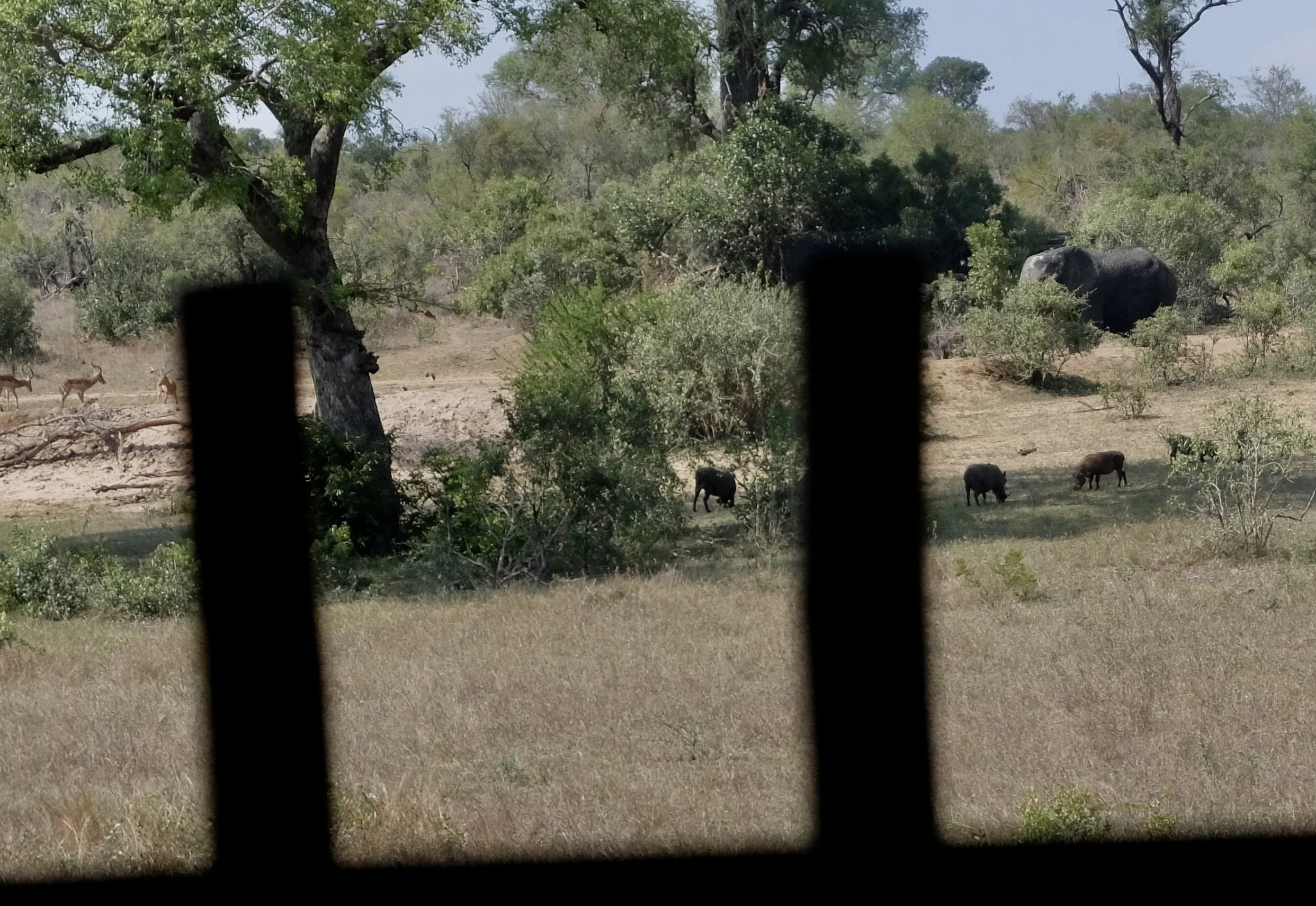  More lunchtime entertainment; a sounder of warthogs, a herd of impalas &amp; an elephant. 