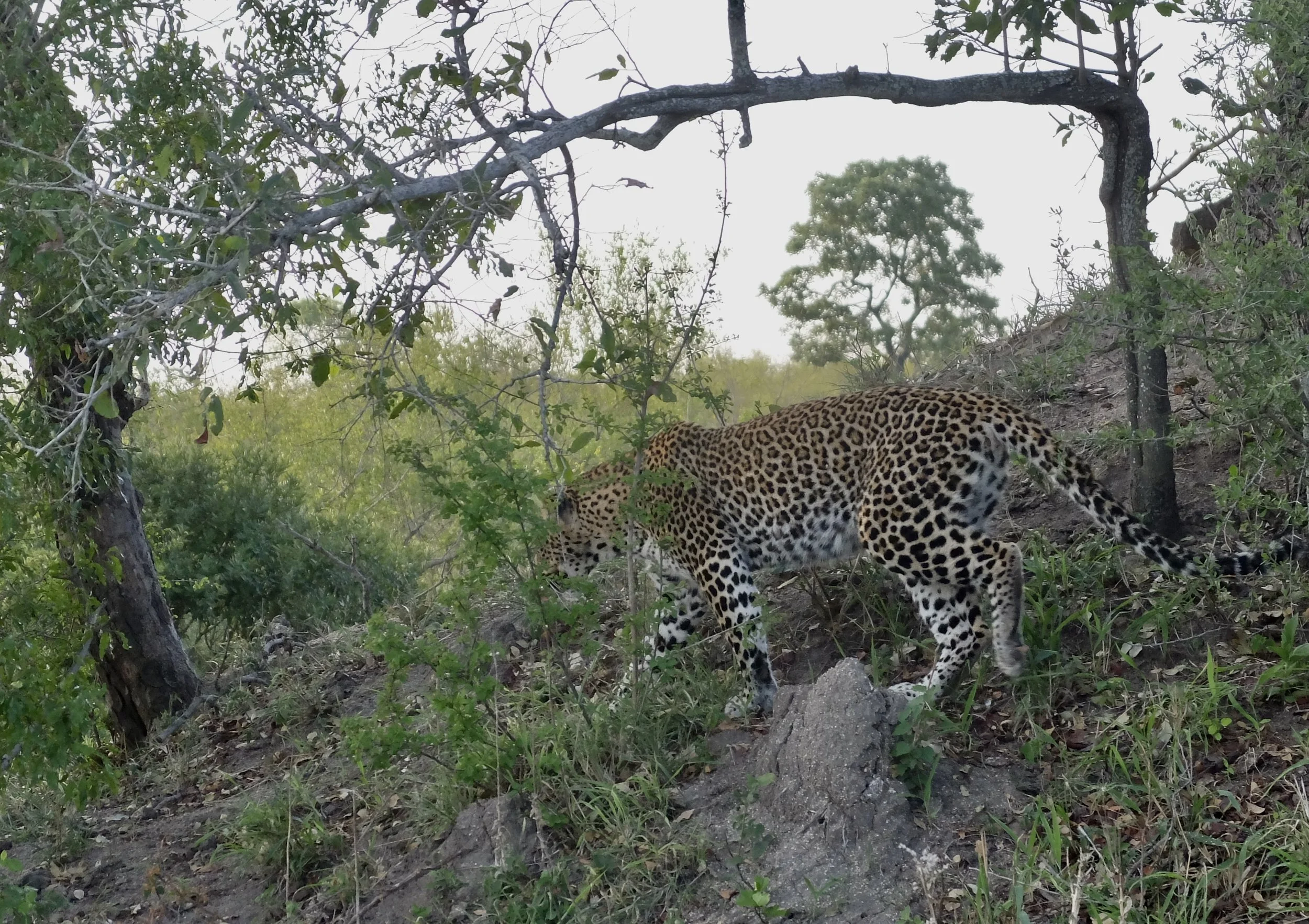  …&amp; will readily slink down the trunk of a tree at midday to take advantage of a hunting opportunity.”  