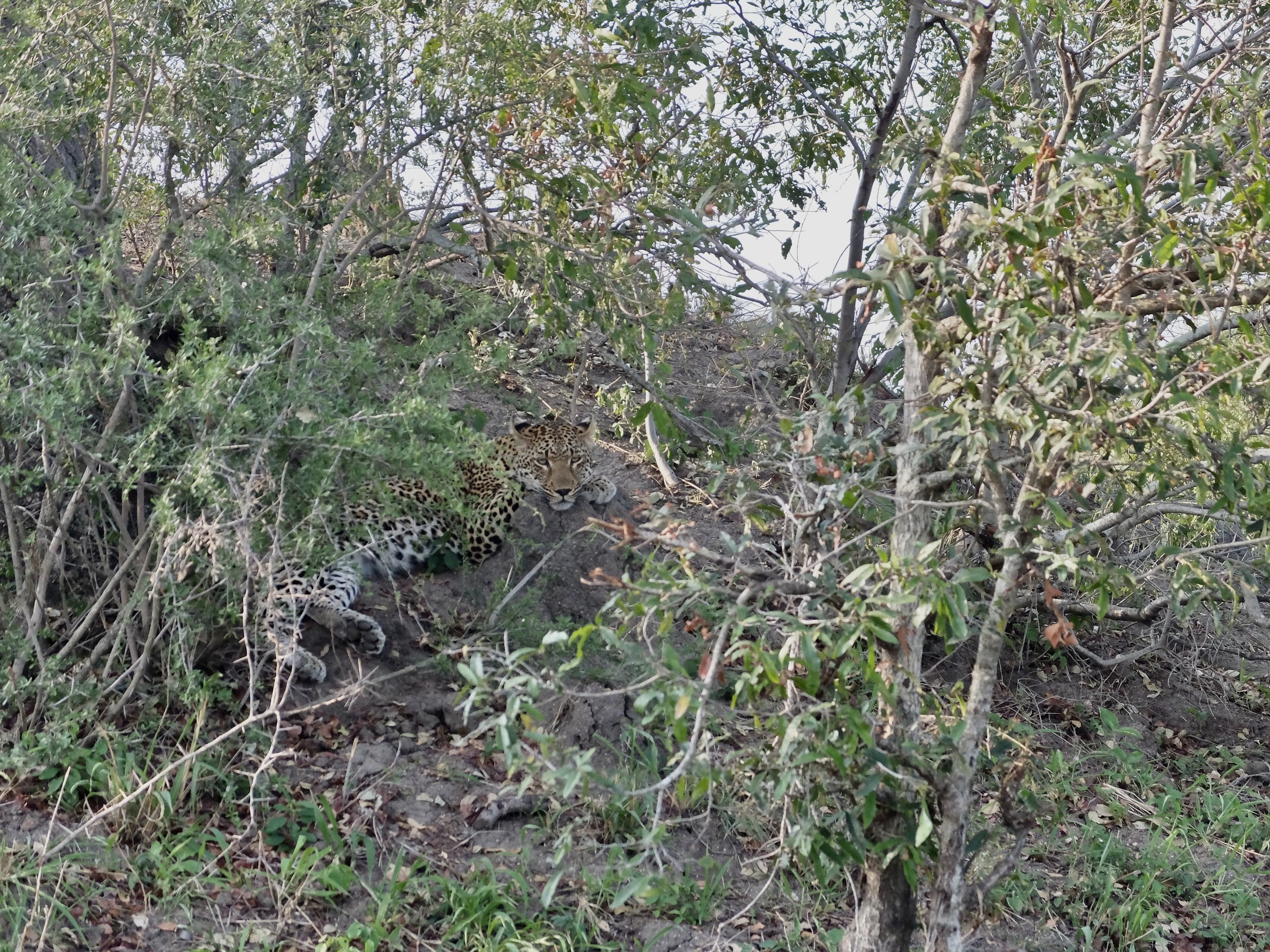  “As a solitary hunter, a leopard cannot afford to become injured &amp; must avoid confrontation.”   