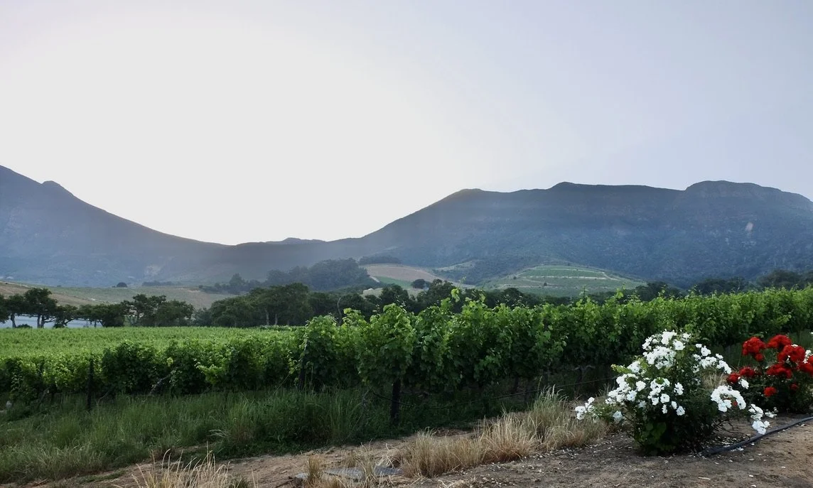  View from Jonkershuis Eatery @ Groot Constantia Wine Farm.  Below &amp; to the right is Cape Town.  In Michner’s  The Covenant  , he wrote about a fictional first winery in Cape Town.  Groot Constantine ca. 1685 is is the oldest  wine estate in Sout