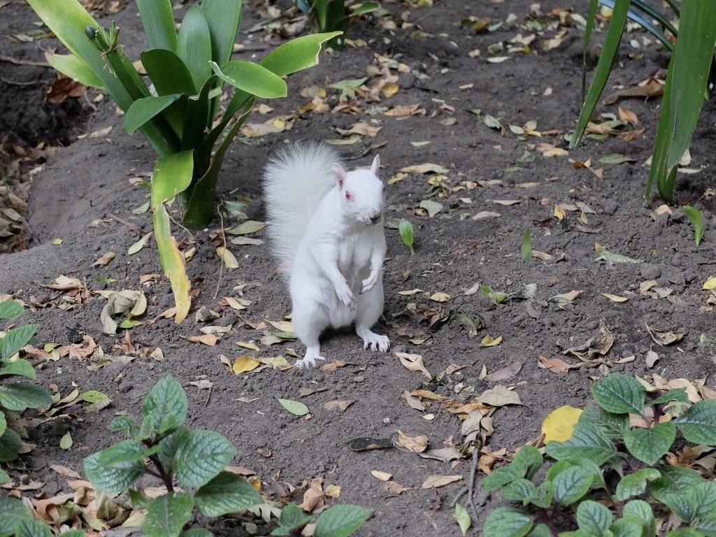  “Spotting an albino squirrel is an event worth remembering because of its incredible rarity. While exact numbers are impossible to track, biologists and wildlife experts widely estimate that the odds of a squirrel being born with albinism are approx