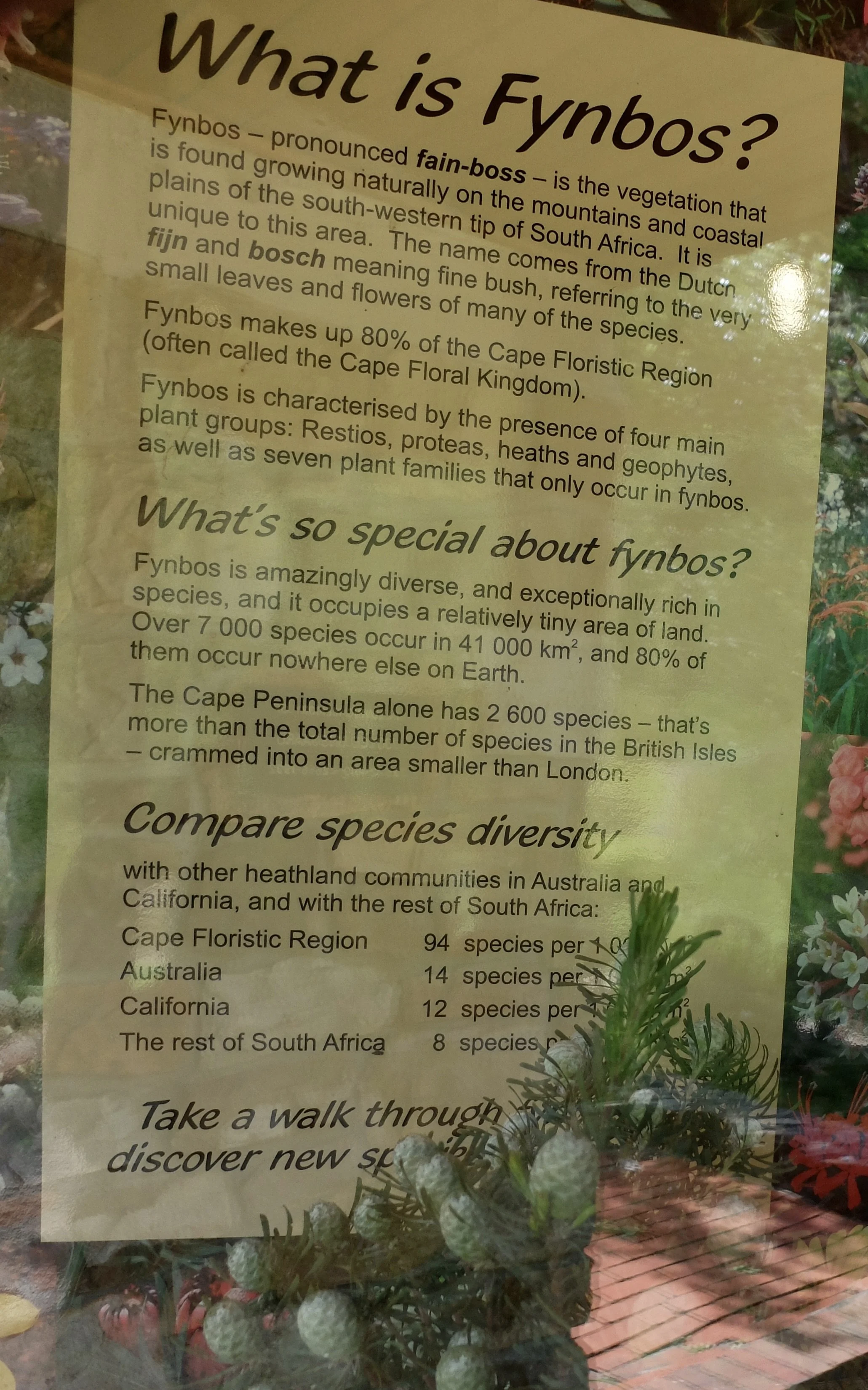   Kirstenbosch Botanical Gardens.  Cape Town Eats Tour with Karen Schmidt. 