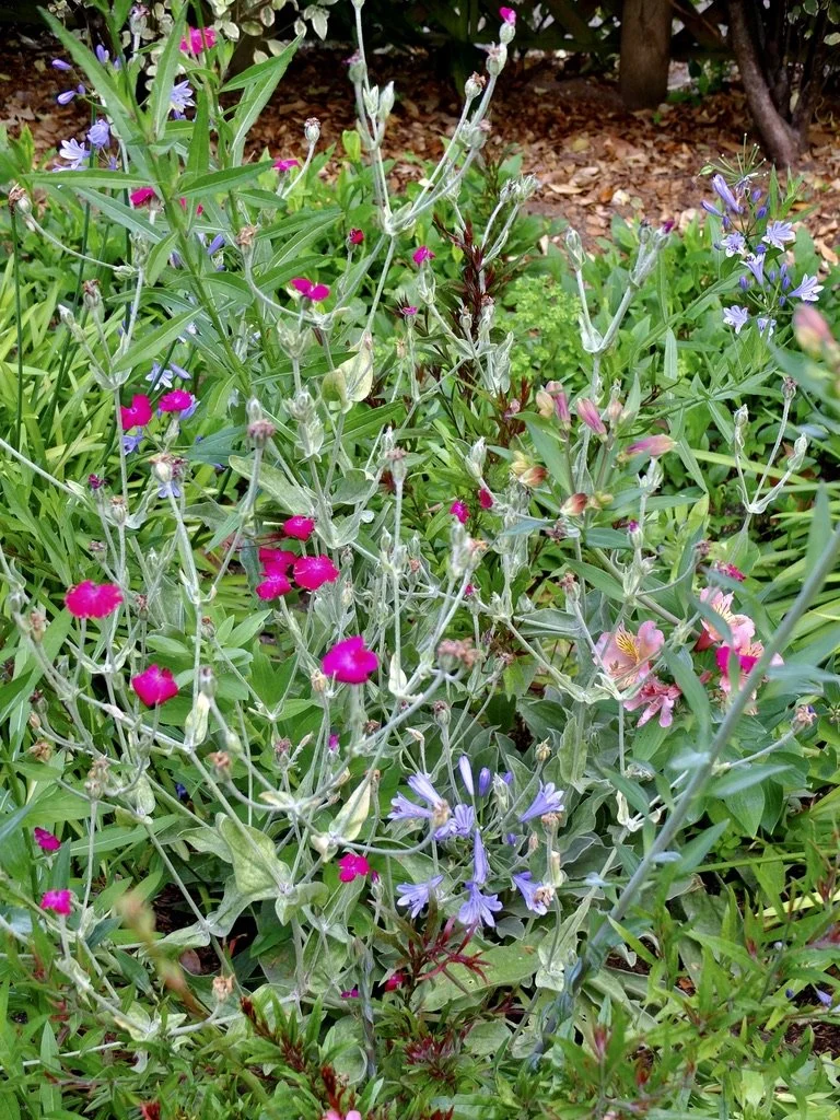  “Kirstenbosch Botanical Gardens were founded in 1913 to preserve the flora native to the South Africa's territory. …  Cape Town Eats Tour with Karen Schmidt. 